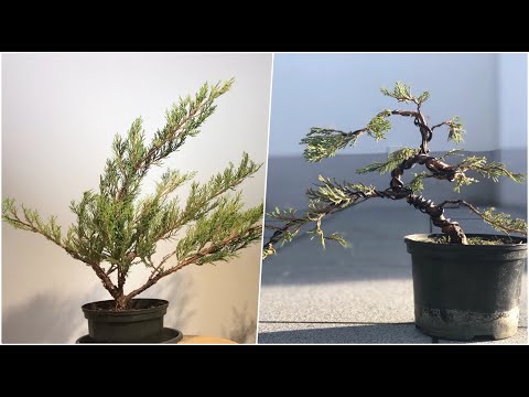 Bonsai from 4 € Juniper – Amazing Transformation Step by Step