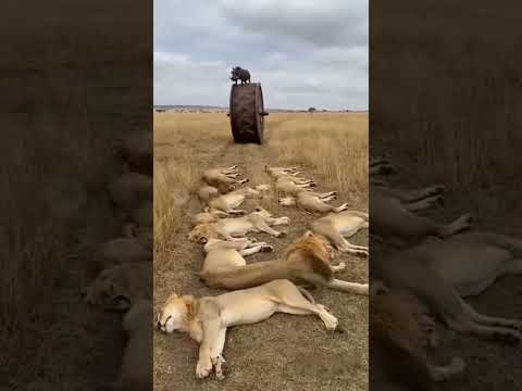 Is This Giant Wheel About to Crush the Lion Pride?巨大なホイールはライオンの群れを押しつぶすのか？