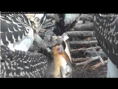 Video 2012 08 10 111509 Hellgate Osprey feeding close ups 12 14 pm