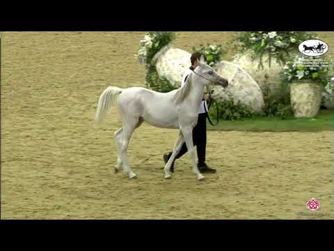 N 85 ARSHASH AL RAYYAN   Qatar Peninsula Horse Show for Individual Owners 2022   Yearling Colts Clas