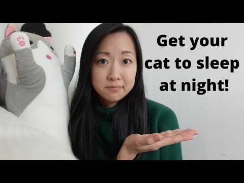How we got our cat to sleep through the night