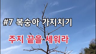 #7 복숭아 가지치기/ 굽어진 주지 끝 세우는 요령 팁