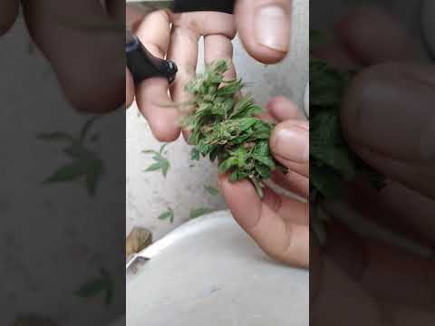 download lagu mp3 mp4 Rudelaris, download lagu Rudelaris gratis, unduh video klip Rudelaris