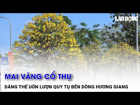 Mai vàng cổ thụ dáng thế uốn lượn quy tụ bên dòng Hương Giang| Báo Lao Động