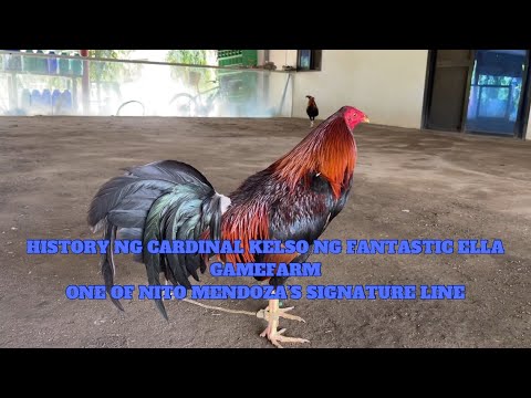 HISTORY NG CARDINAL KELSO NI NITO MENDOZA NG FANTASTIC ELLA GAMEFARM