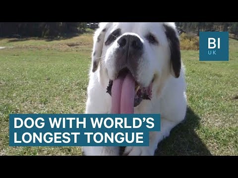Meet Mochi, the dog with the world's longest tongue