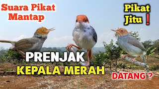 Download lagu 🔥SUARA PIKAT PRENJAK KEPALA MERAH PALING MANTAP! Bikin Penasaran mp3