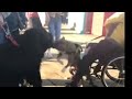 All New Fake Service Dog Compilation Dog Attacks Harassment
