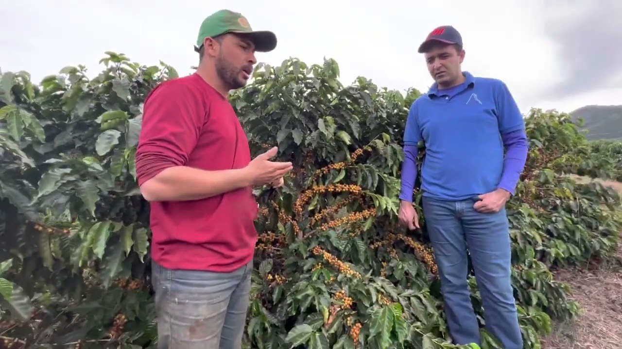 Café Arábica - Cultivar Arara!