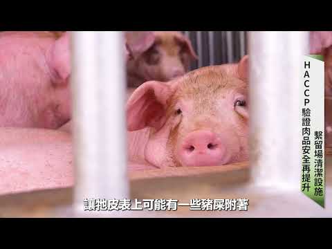 提升國產肉品競爭力！｜屠宰場HACCP驗證【防檢署APHIA】