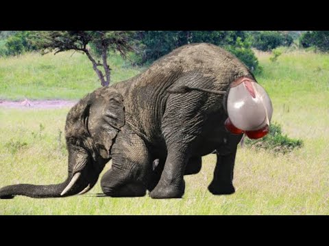 HATHI KI DELIVERY | हाथी का जन्म कैसे होता है | HOW DO ANIMALS GIVE BIRTH