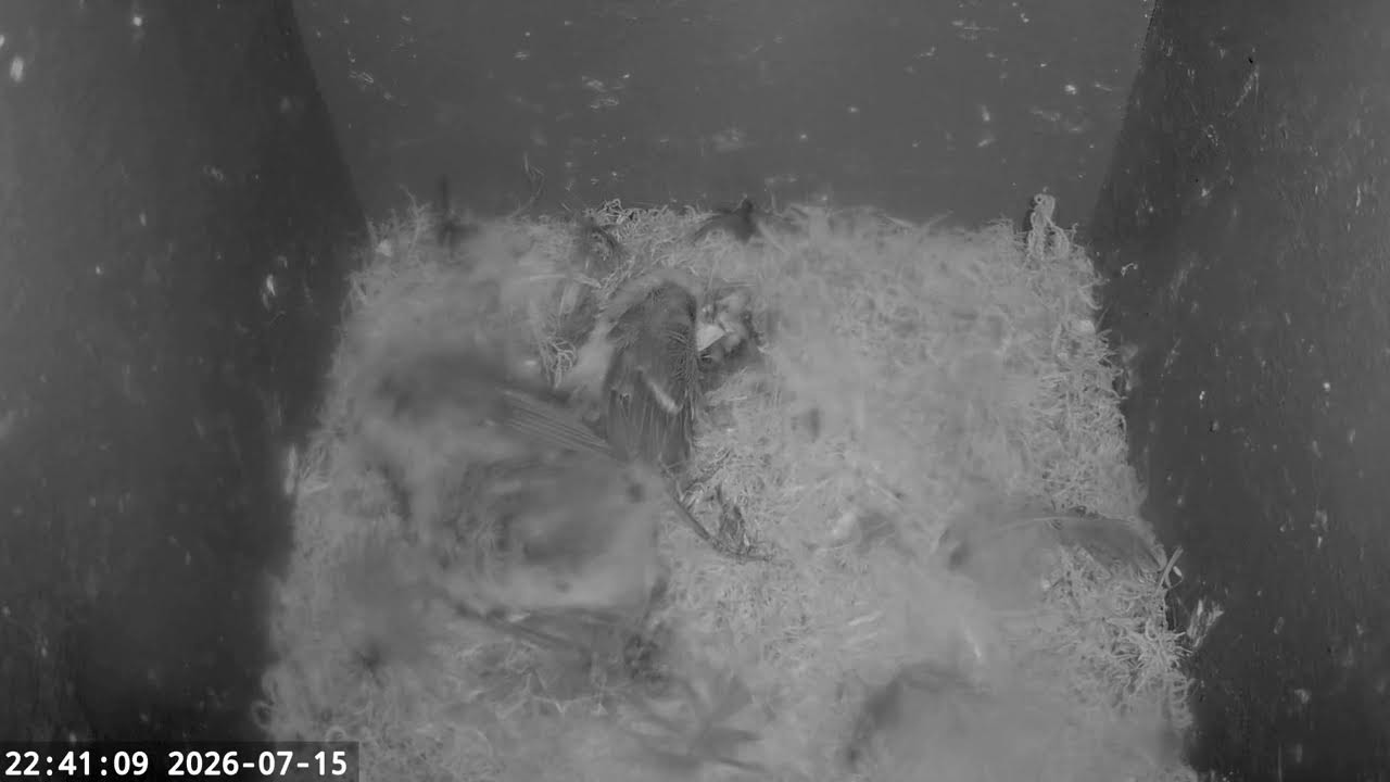Live webcam view of Nower Wood Nest Box Cam