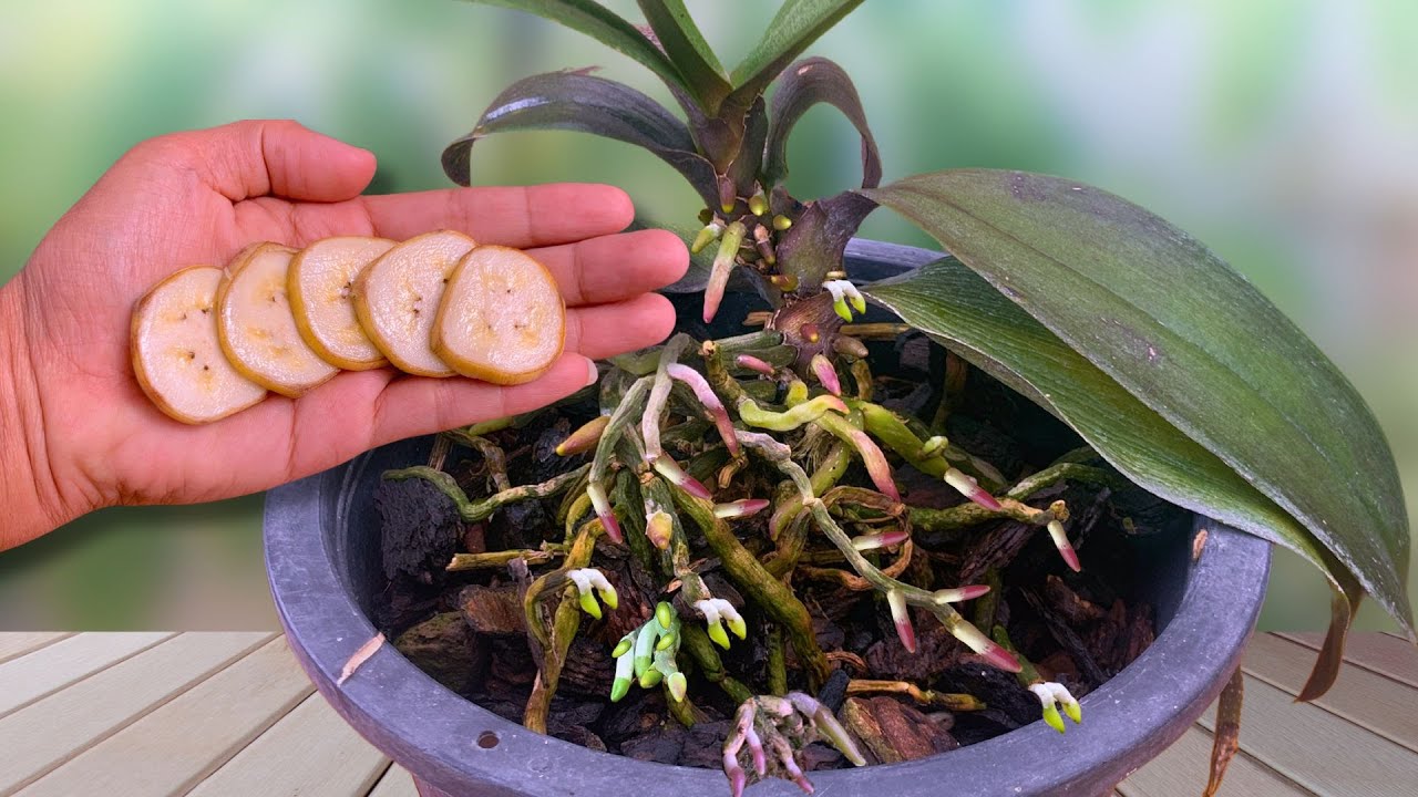 Just 1 thin slice per week! Suddenly each orchid grew 1001 roots and bloomed brilliantly