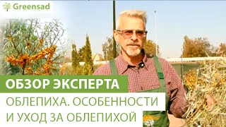 Рекомендации по уходу за облепихой - Видео онлайн