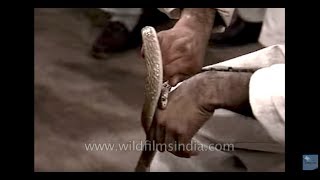 Snake bites galore - Ultimate test of human endurance by Indian Shihan Hussaini video