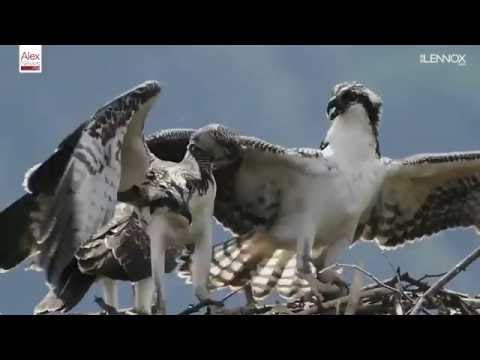 Ouch! Osprey Siblings Fight When Mom Drops Off A Fish