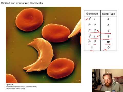 Gene Interactions (Chapter 6)