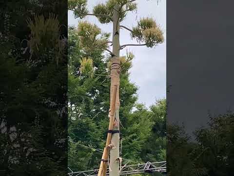 アガベ アメリカーナ