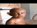 Try Not To Laugh Impossible Compilation