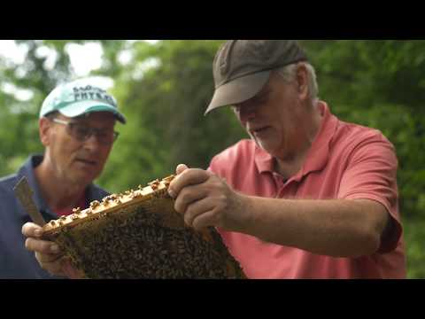 beeMOOC - Blick in die Einraumbeute