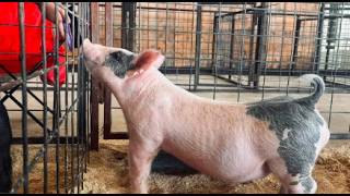 Community rallies around Somerset students after dog attacks kill 16 animals