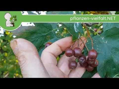 Elsbeere - (Über)Reife Früchte - 11.10.18 (Sorbus torminalis) - Bäume (Früchte) bestimmen