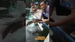 Download lagu Melihat dari dekat 'ikan dewa' di obwis Cibulan, Kuningan, Jabar #ikandewa #cibulan #jawabarat mp3