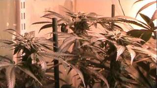 Cannabis grow - Bubba Kush- F 13  - RDWC - Flowering, Week 8