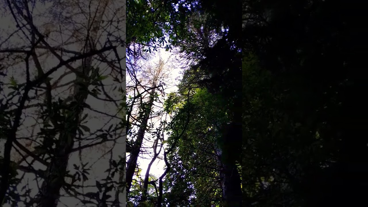 YouTube Short thumbnail