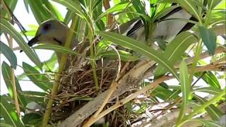 Two doves nesting in a tree in my backyard.
