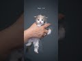Maine Coon Kitten Growing Up Furryfritz Catographer Kitten Cat Mainecoon Catphotography