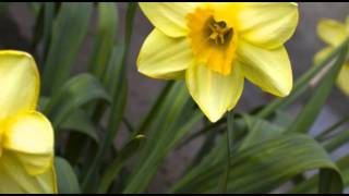 The Best In Me - Let Loose - 1995