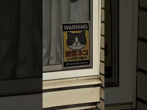 この張り紙の正体が...w#猫 #shorts