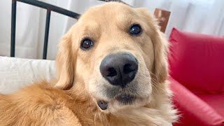 - とんでもない勘違いをした犬たち笑