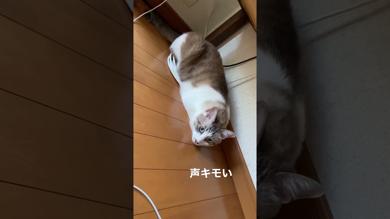 名前を呼ぶと尻尾だけ反応してくれるふう