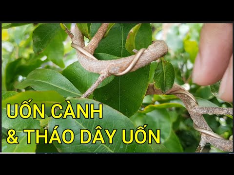 🔴 QBS23435 - CÁCH UỐN CÀNH MAI VÀNG VÀ THỜI ĐIỂM THÁO DÂY | CHĂM SÓC MAI VÀNG MIỀN BẮC NỞ HOA TẾT