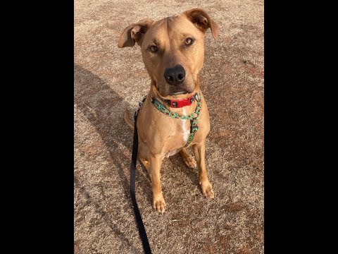 Tango, an adopted Labrador Retriever & Pit Bull Terrier Mix in Oklahoma City, OK_image-1