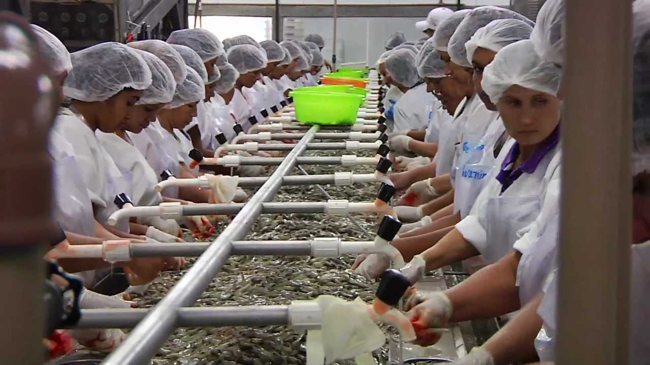 Conheça uma "FÁBRICA DE CAMARÃO"; fábrica de processamento..
