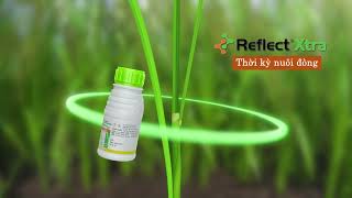 Reflect® Xtra 325SC 2023: Trổ Thoát Đồng Loạt
