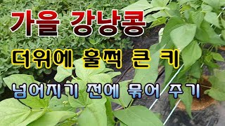 [텃밭농부 1,666]  더위에 웃자란 가을강낭콩. 묶어 주는 방법. #가을강낭콩 #강낭콩재배