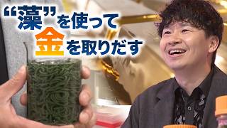 資源不足のなか…“藻”を使って金を取りだす新技術！【アンパラレルド】