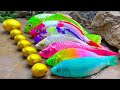 RAINBOW FISH💕Hot Goldfish Vs Hunting Koi Colorful Eggs | Primitive Cooking - Stop Motion ASMR