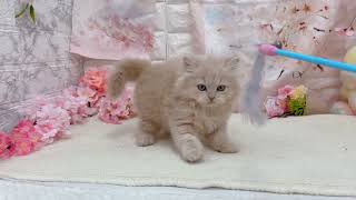 スコティッシュフォールドの動画01