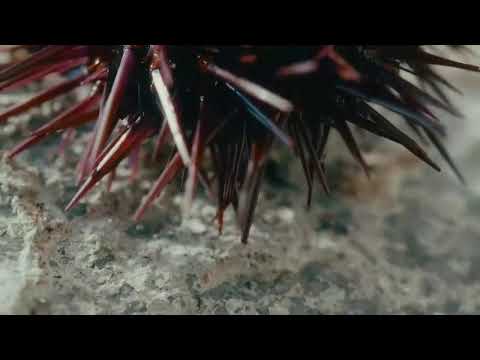 TERCERA CATEGORÍA | CLUB LUCHA UNIÓN SARDINA - CLUB LUCHA UNIÓN DOCTORAL