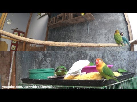 Lovebirds Activity (Multicam) January-29-2019 Part 1