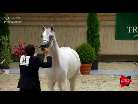 N.34 SA AL RAADIYA - Deauville 2017 - Fillies 3 years old (Class 3)