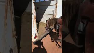 How every horse should load in a trailer