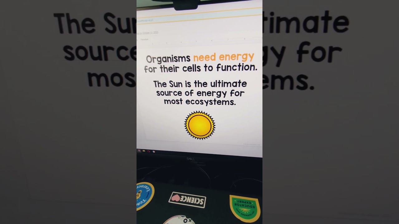 Energy Flow in Ecosystems Lesson and Activity