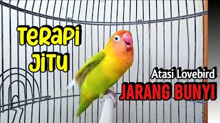 Download lagu Lovebird Gacor Ngekek Panjang TERAPI JITU Atasi Lovebird Macet Jarang Bunyi, Diputar Langsung NYAUT mp3 Download lagu Lovebird Gacor Ngekek Panjang TERAPI JITU Atasi Lovebird Macet Jarang Bunyi, Diputar Langsung NYAUT mp3