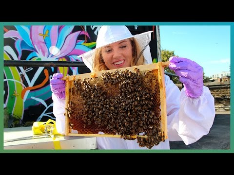 How do bees find food in the city? Urban Beekeeping and Hive Mind:  | The Travel Edit